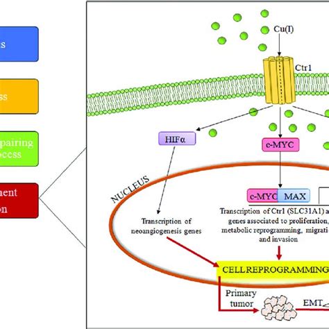 Copper absorption and bioavailability. The absorption and distribution ...