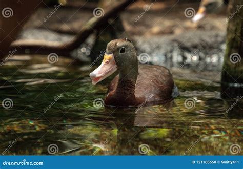 Fulvous Whistling Duck Dendrocygna Bicolor Stock Photo - Image of duck ...