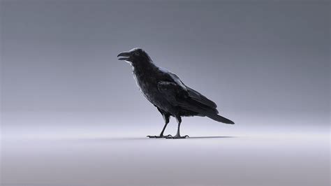 Raven :: Behance