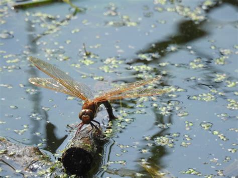 186 Dragonfly Lay Stock Photos - Free & Royalty-Free Stock Photos from ...