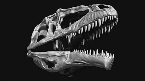 Giganotosaurus Skull Set Skeletons 3D model | CGTrader