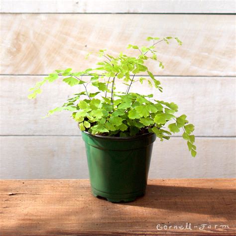 Adiantum 4in Maidenhair Fern – Cornell Farm