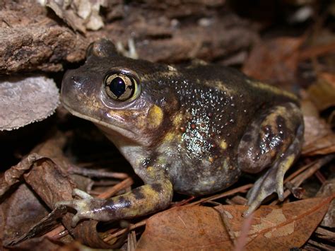 Eastern Spadefoot - Chattahoochee River National Recreation Area (U.S. National Park Service)