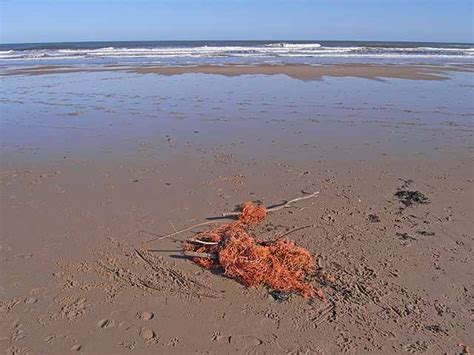 Abandoned fishing net, Seaton Sluice Photo | UK Beach Guide