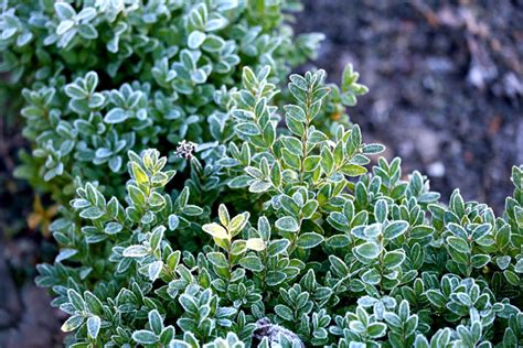 How to Grow Thyme | Growing thyme in Pots | Thyme care - Naturebring