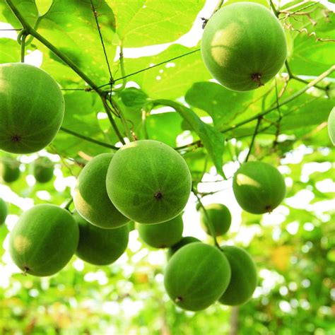 Monksfruit Tree Seeds (Siraitia grosvenorii) [PACKET ONLY] – Frozen ...