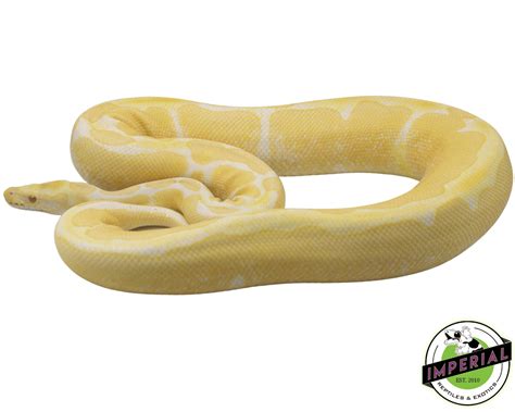 Albino Ball Python Adult For Sale - Imperial Reptiles – IMPERIAL REPTILES & EXOTICS