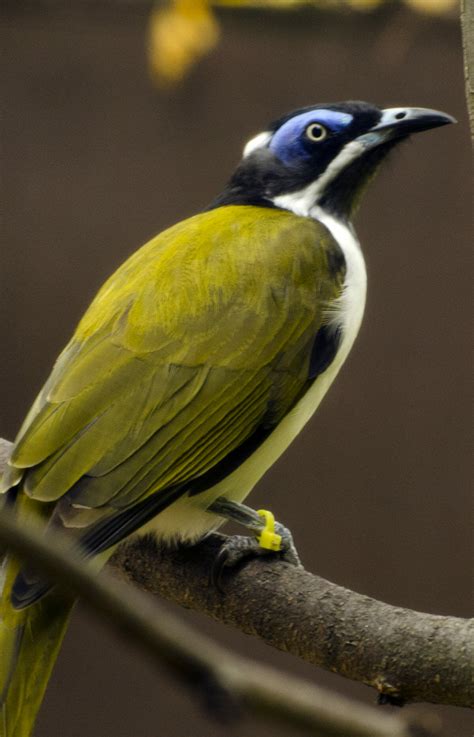 Blue-Faced Honeyeater - Potawatomi Zoo