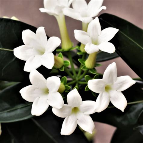 Stephanotis – My Flower Stop