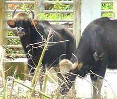 TEMERLOH: Seladang - Pusat Konservasi Hidupan Liar Jenderak Selatan, Pahang