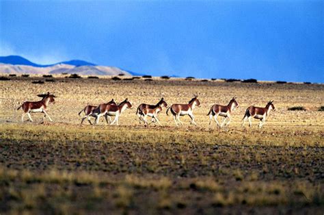 Circuit of Vast Changtang & Ngari