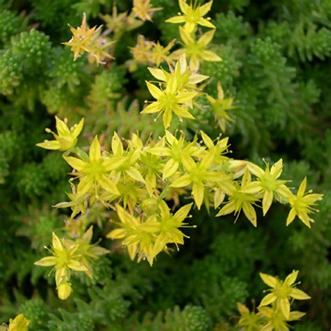 Sedum kamtschaticum - Horsford Gardens and Nursery