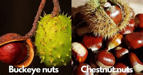 Buckeye vs Chestnut | What’s the Difference? – Timber Blogger