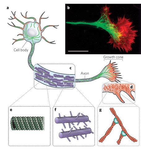 Cytoskeleton - Microfilaments, Intermediate filaments and Microtubules