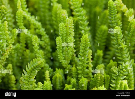 Princess Pine plante succulente (Crassula muscosa Photo Stock - Alamy