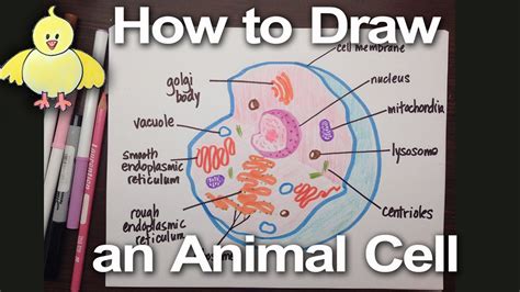 Top 182 + Draw a labelled diagram of animal cell - Inoticia.net