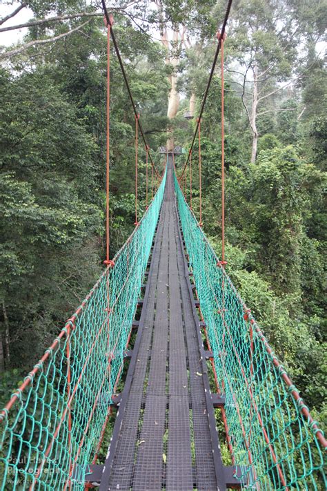 Canopy walk, night trek and tubing – Borneo Rainforest Lodge