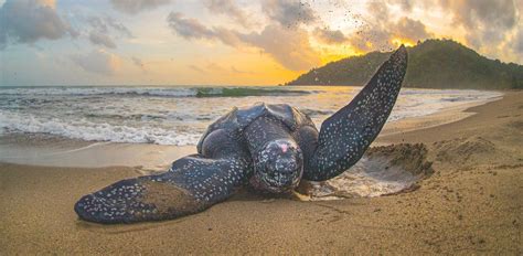 Sea Turtles of the Caribbean: Everything You Need to Know — The State of the World's Sea Turtles ...