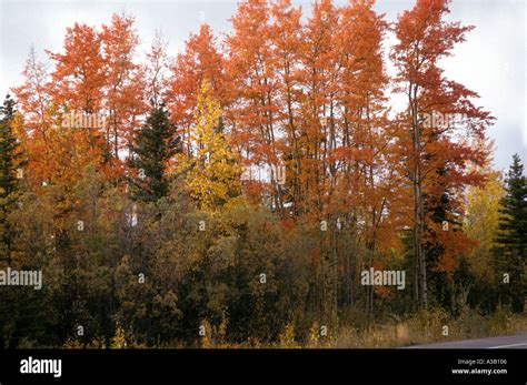 Autumn in Alaska Stock Photo - Alamy