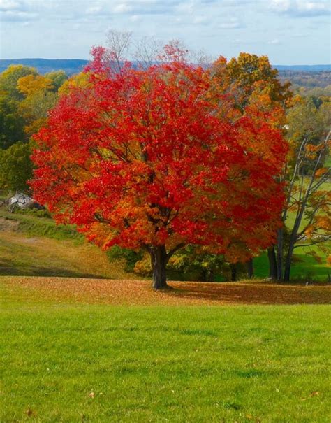 Fall Fiesta Sugar Maple - Acer saccharum - Eco Tree Company