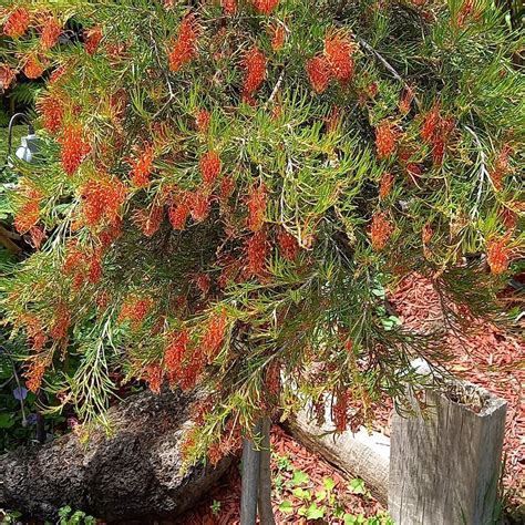 Sunvalley Plants Nursery | Melbourne VIC