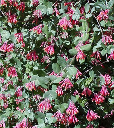 Native, Non-invasive Coral Honeysuckle Vine - Horticulture