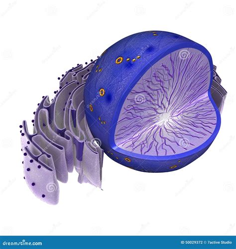 Nucleus In Animal Cell Stock Illustration - Image: 50029372