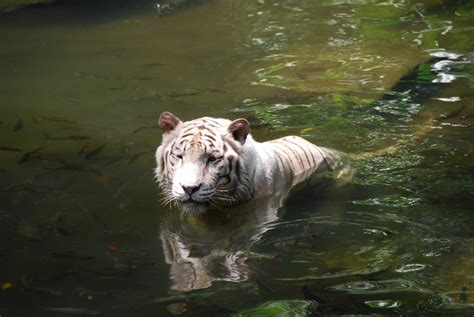 Singapore Weekends: Singapore Zoo - White Tiger