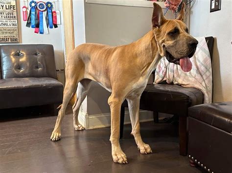 Ava, 14 month old Heavy Euro AKC Blue Fawn Great Dane - Great Dane ...