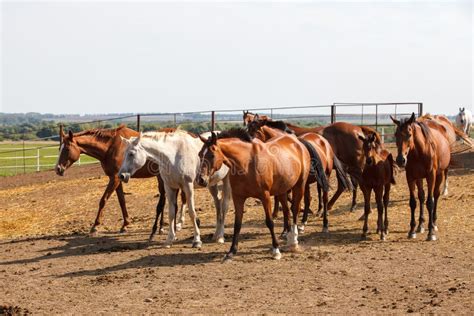 Horses Grazing in the Pasture at a Horse Farm Stock Photo - Image of animal, levers: 219327364