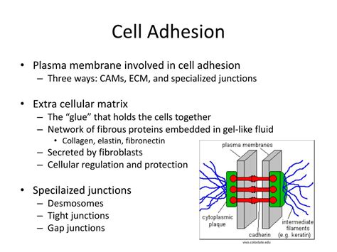 PPT - The Plasma Membrane and Membrane Potential PowerPoint Presentation - ID:6039256