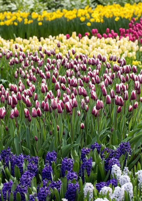 Colorful Hyacinths and Tulips Blooming in a Garden. Stock Photo - Image of gardening, botanical ...