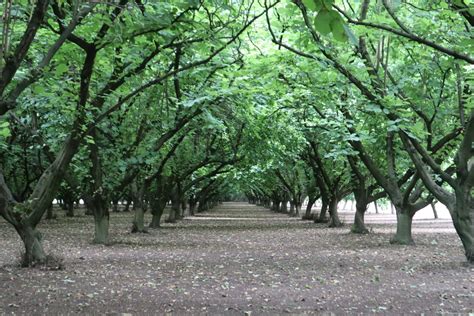 Oregon Hazelnut Varieties in a Nutshell | West Coast Nut