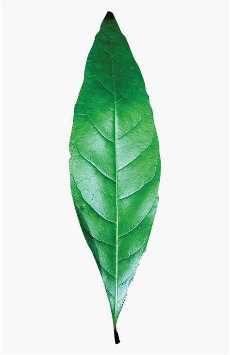 Transparent Leaf Texture Png - Single Green Leaf Png, Png Download ...