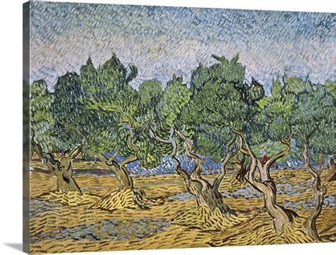 Olive Orchard, Violet Soil | Great Big Canvas