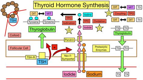 Thyroid Hormone Synthesis Pathway: Step-By-Step Flow Chart — EZmed