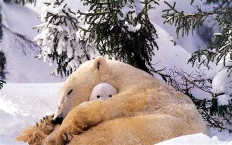 polar Bears, Animals, Baby Animals, Snow Wallpapers HD / Desktop and Mobile Backgrounds