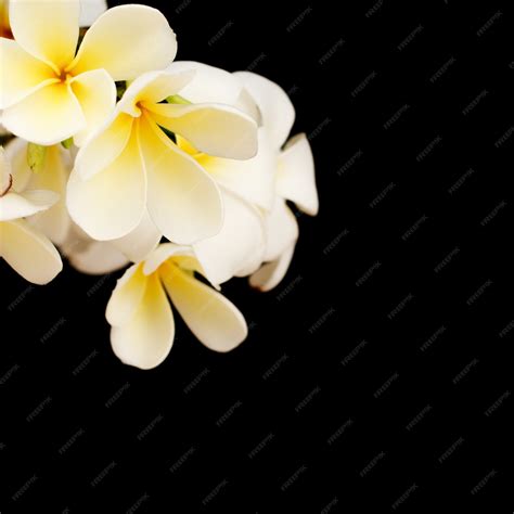 Premium Photo | Tropical plumeria