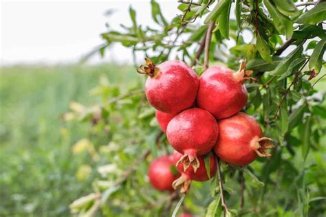 Everything about the Pomegranate Tree - Plant Propagation