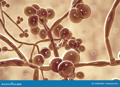 Candida Auris Fungi, Emerging Multidrug Resistant Fungus Stock Illustration - Illustration of ...