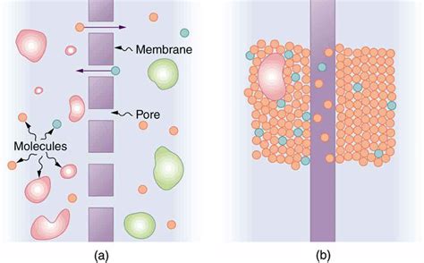 Molecular Transport Phenomena: Diffusion, Osmosis, and Related Processes · Physics