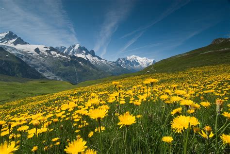 Meadow of Yellow Flowers and Mountains | Flickr - Photo Sharing!