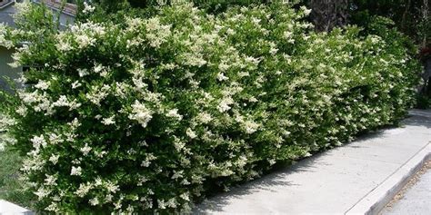 Ligustrum Recurvifolium (Privet) for sale online | Sloped garden ...