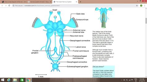 Nervous System Diagram Drawing : A Diagram Of Leech Nervous System Containing A Head Ganglion 21 ...