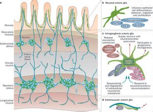 Neurons and Immune Cells Talking at Barrier Regions