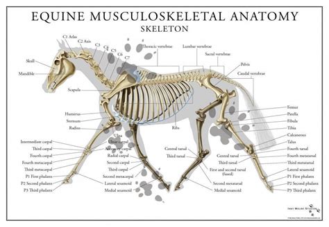 Equine Skeletal System Poster | Skeletal system anatomy, Skeletal ...