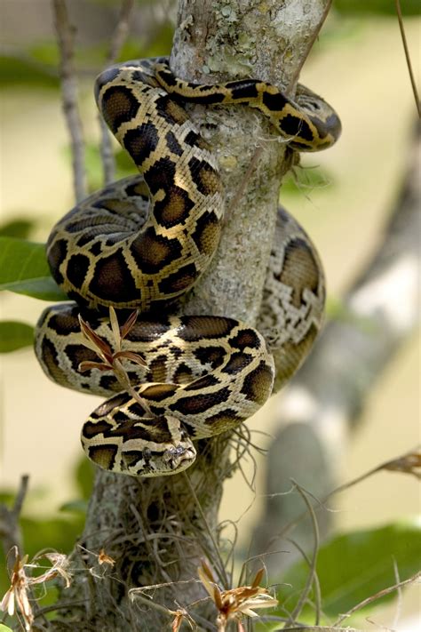 are there pythons in the treasure coast? | Jacqui Thurlow-Lippisch