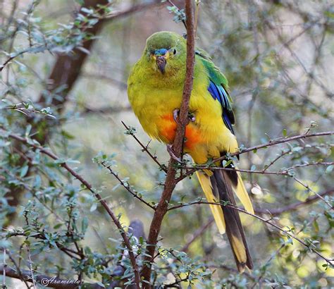 more Orange-bellied Parrots | BIRDS in BACKYARDS