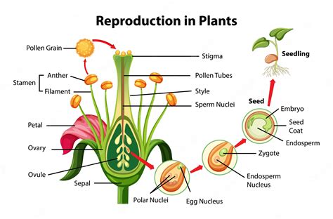 Plant Reproduction Diagram