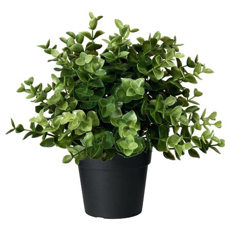 Artificial Potted Plant Oregano PNG Image - PurePNG | Free transparent CC0 PNG Image Library